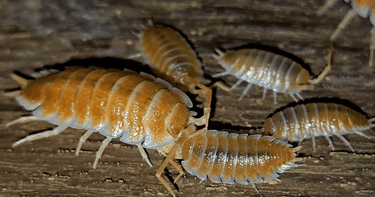 isopods for sale